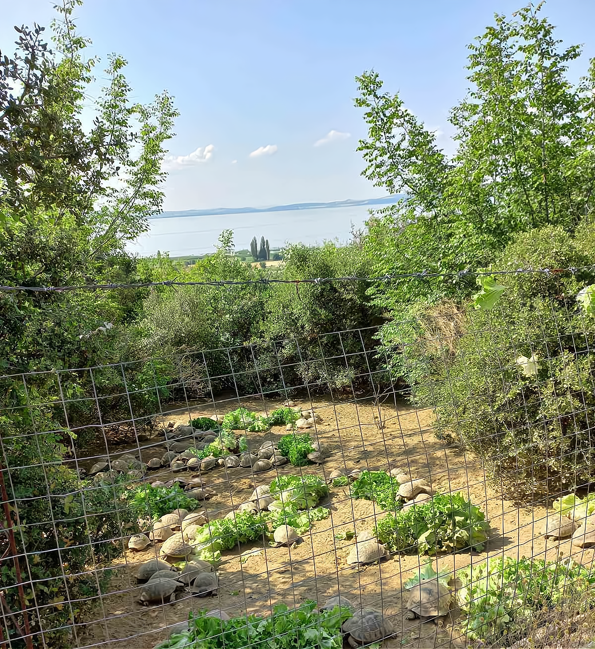 Green nature around the farm
