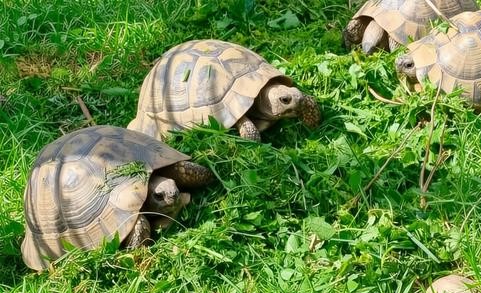 Tortoise resting