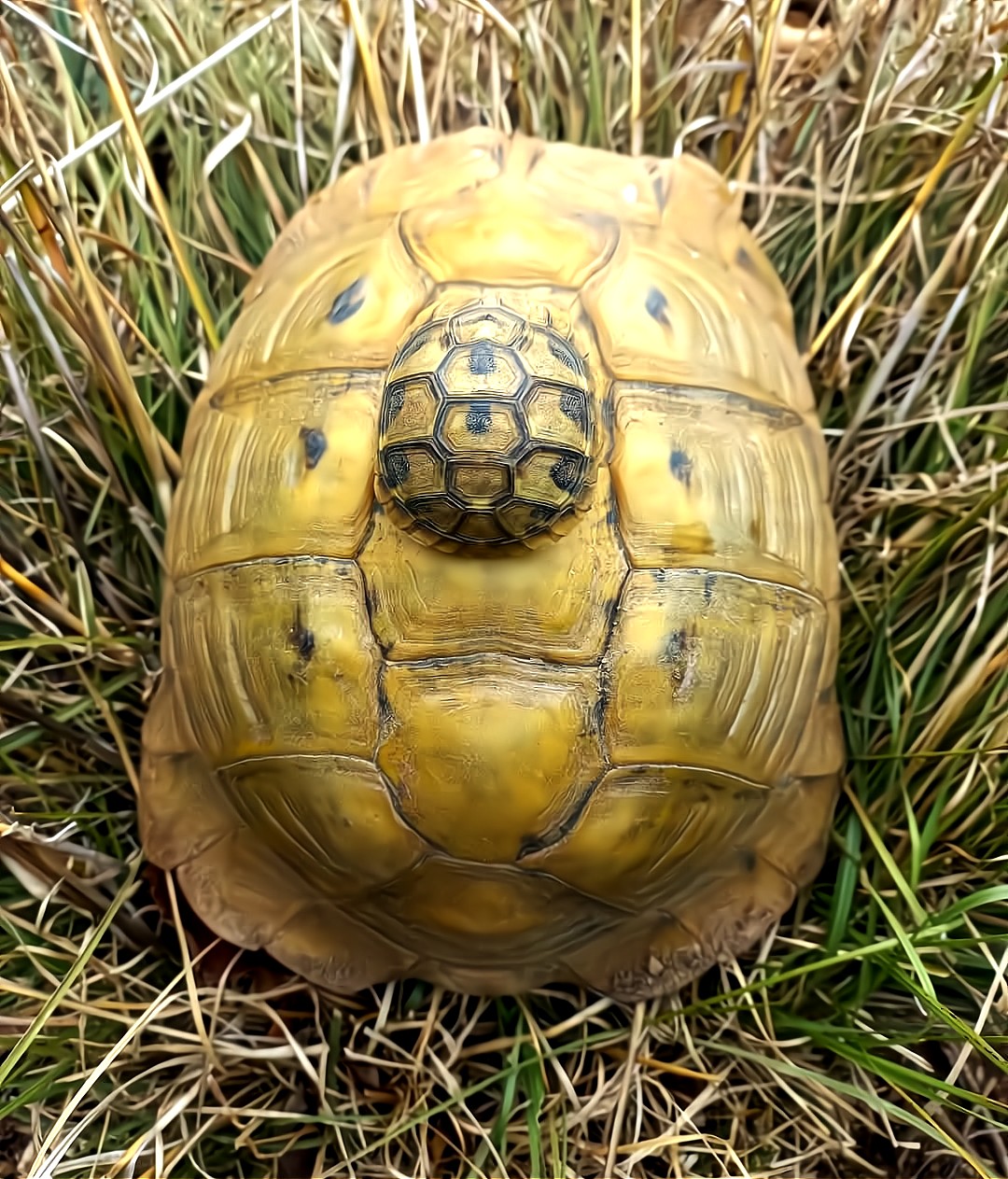 Tortoise shell detail